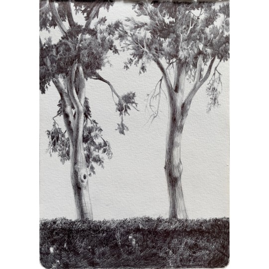 Alberi nei giardini Papadopoli - 1/1