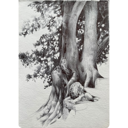 Grande albero giardini Donnafugata - 1/1