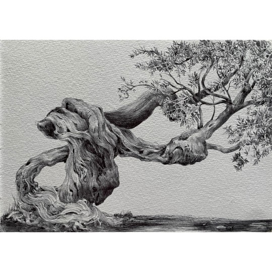 Olivo Contorto - 1/1