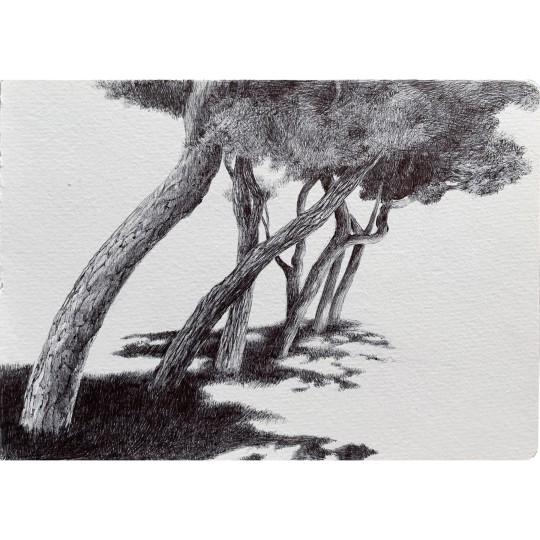 Pini Marittimi Marinessa Venezia - 1/1