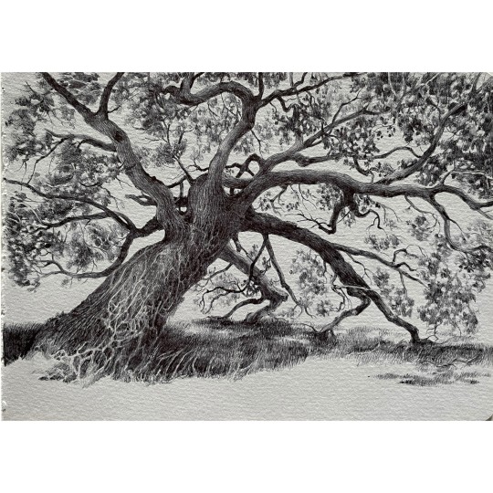 Quercia nel campo incolto - 1/1