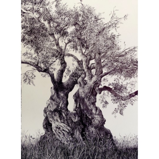 Grande Olivo - 1/1