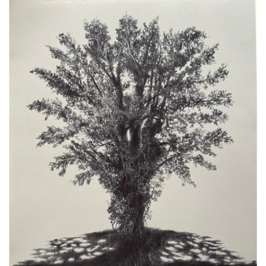 Albero nella Tartufaia - 1/1