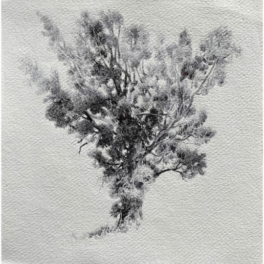 Grande Albero nella tartufaia - 1/1