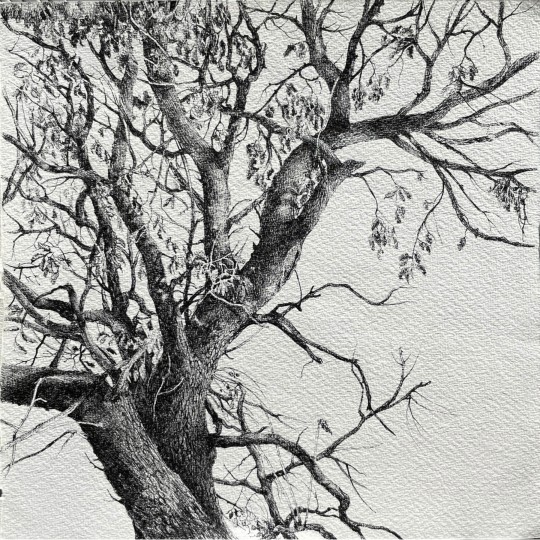 Intreccio di Rami - 1/1