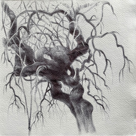 Intreccio di rami contorti - 1/1