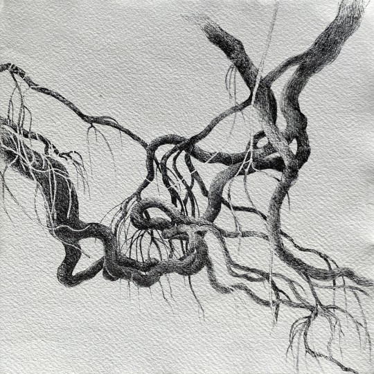 Intreccio di rami contorti 2 - 1/1