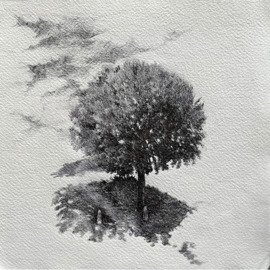 Piccolo Albero sul sentiero - 1/1