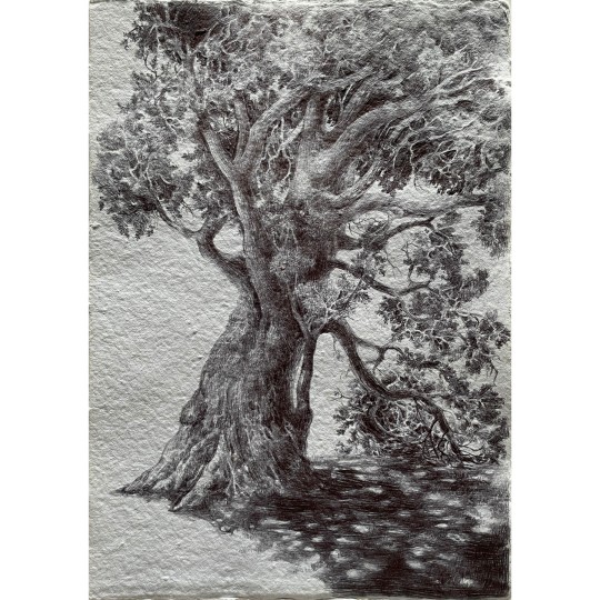 La quercia e la sua Ombra - 1/1