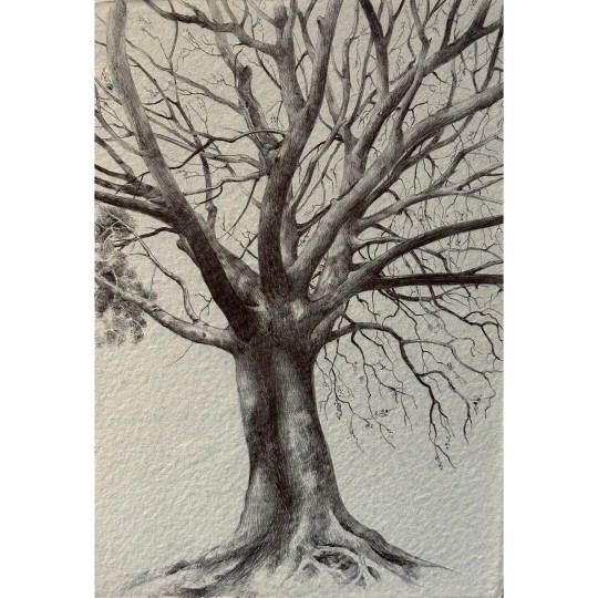 Albero sul Mincio - 1/1